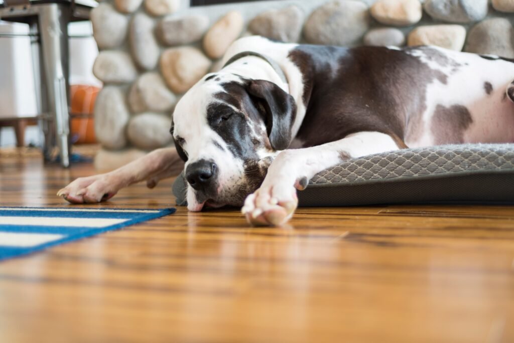 Dog lying on hardwood floors in front of a fireplace