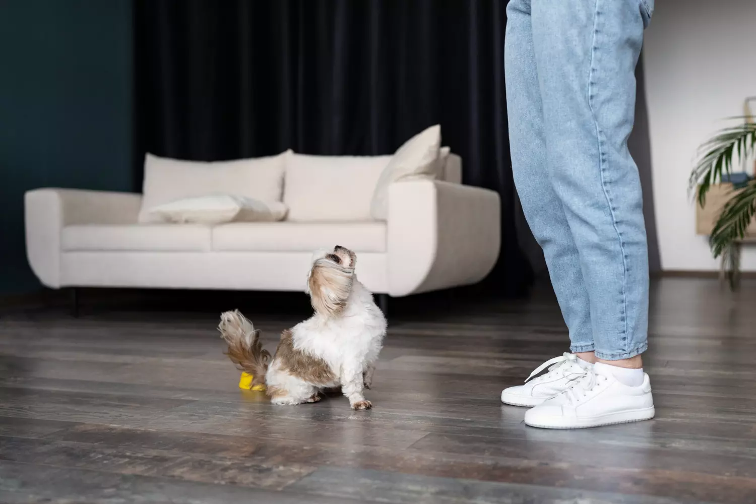 Key Considerations for Pet Friendly Flooring
