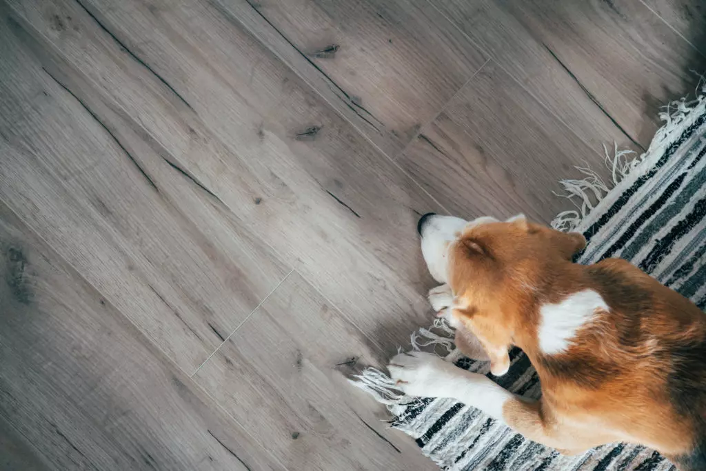 Laminate Flooring for Pet Owners