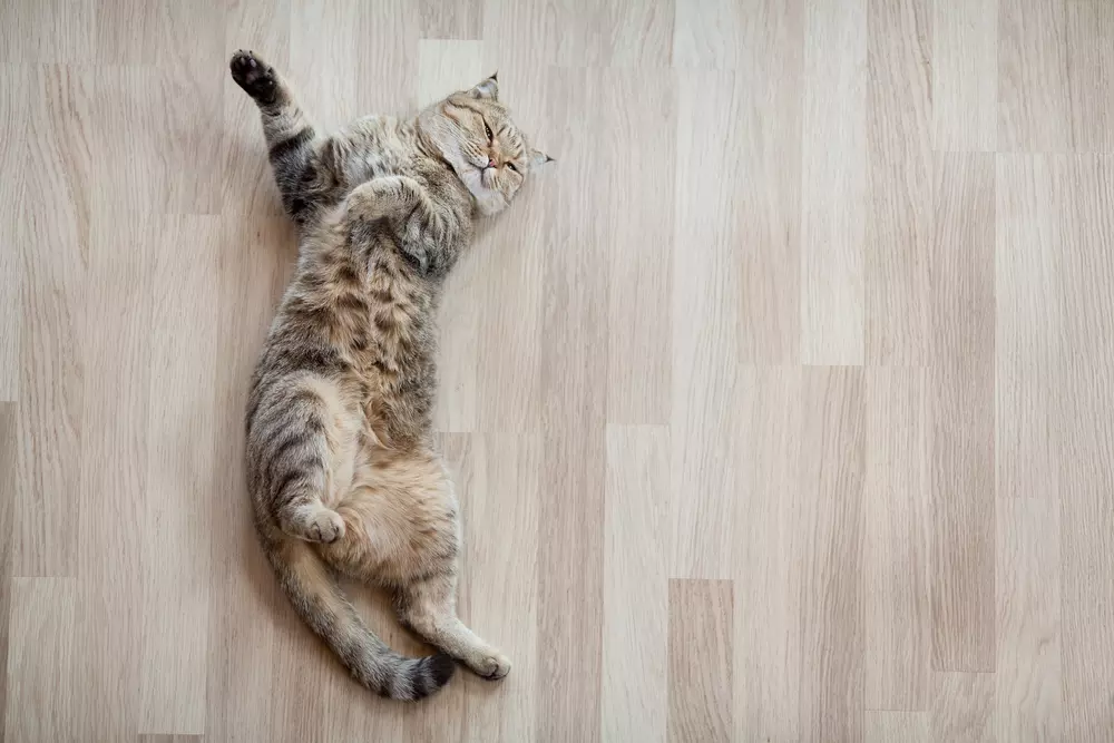 Luxury Vinyl Plank Flooring for Pets Owners
